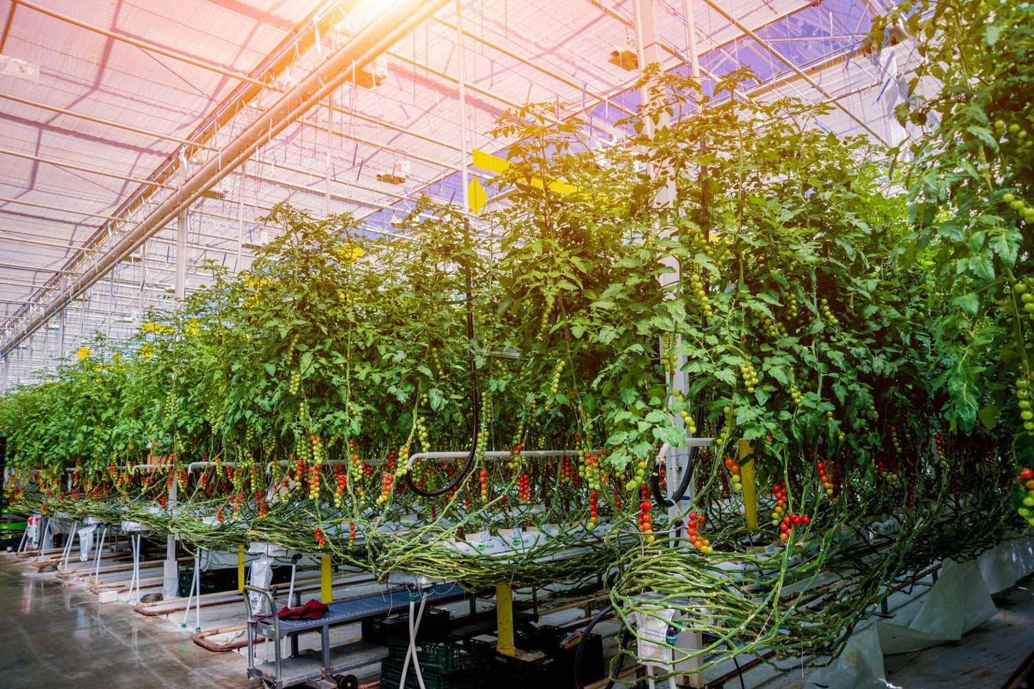 Nutrigrow farm