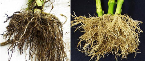 RootGuard®